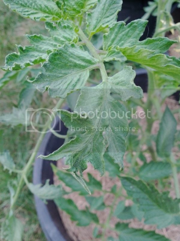 tomatoleaf.jpg