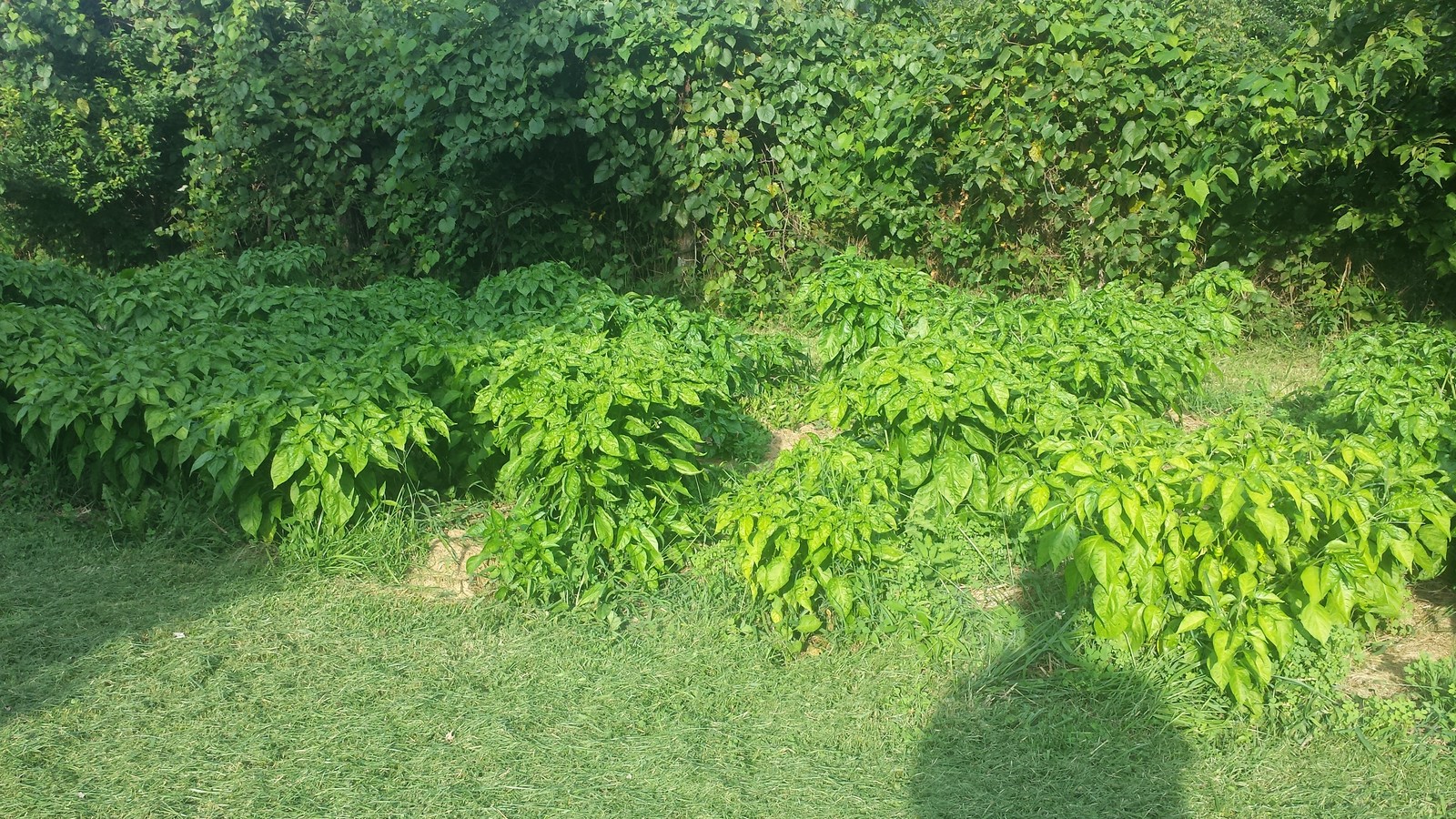 20180729_184312.jpg