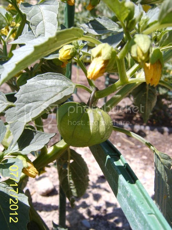 Tomatillo7-17-12.jpg