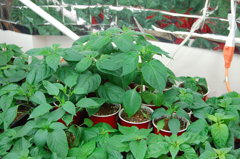 plants3.jpg