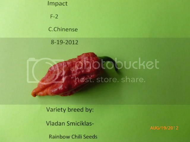 ImpactF-1-VladanSmiciklas-RainbowChiliSeedsP1000989.jpg