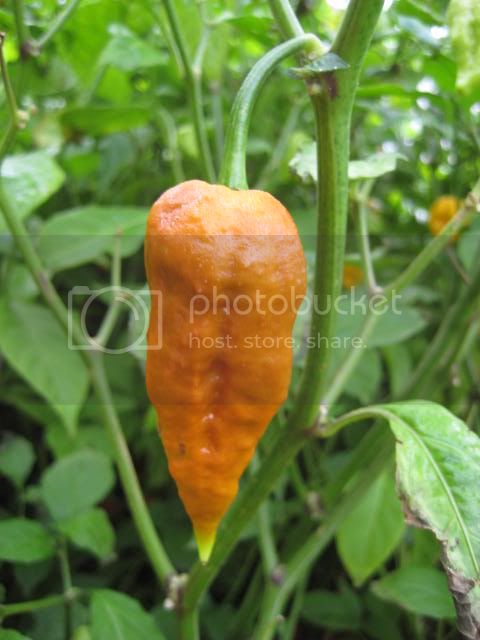 ChocolateBhutJolokiax7PotPodYellow2.jpg