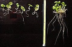 basil.jpg