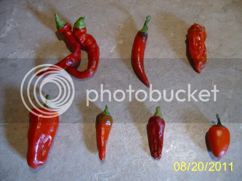 PepperHarvest8-20-11.jpg