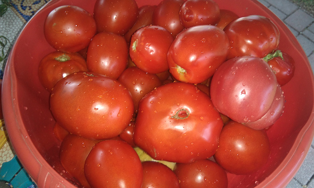 tomatoes15082017.jpg