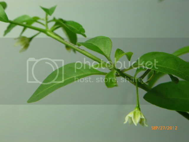 Flexuosum-VladanSmiciklas-RainbowChiliSeedsP1010399.jpg