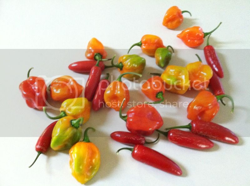 Peppers2012July5th14.jpg