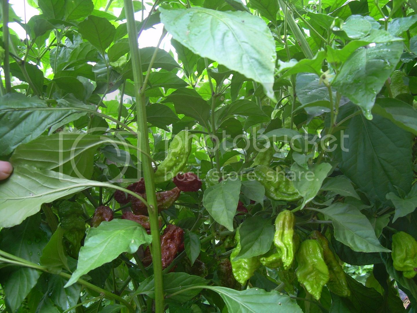 ChocolateBhut7-7-12.jpg