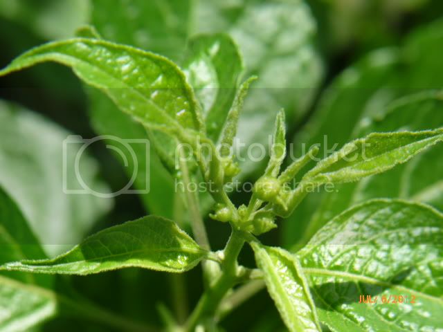 Tovariibuds-VladanSmiciklas-RainbowChiliSeedsP1000331.jpg