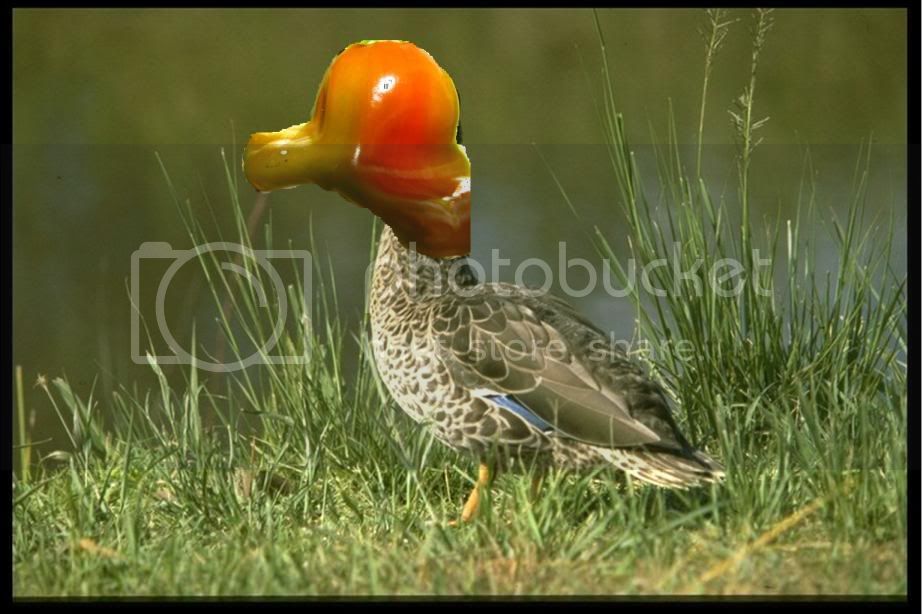 bishopduck.jpg