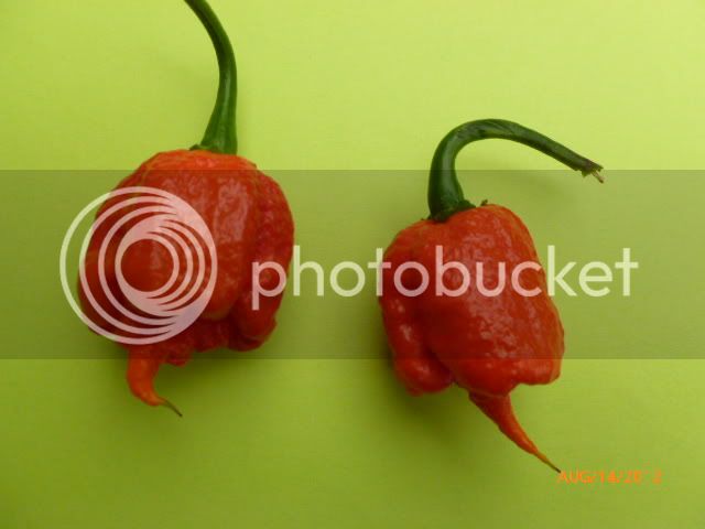 7PodPrimo-VladanSmiciklas-RainbowChiliSeedsP1000907.jpg