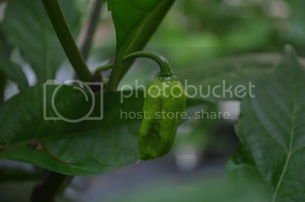 peppers008.jpg