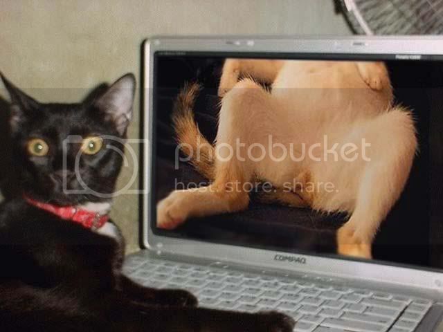 catwithcatpornzd1.jpg