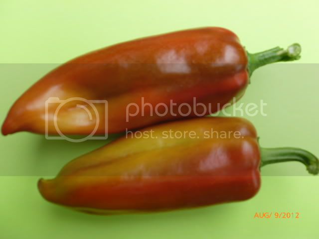 Strizanka-VladanSmiciklas-RainbowChiliSeedsP1000803.jpg