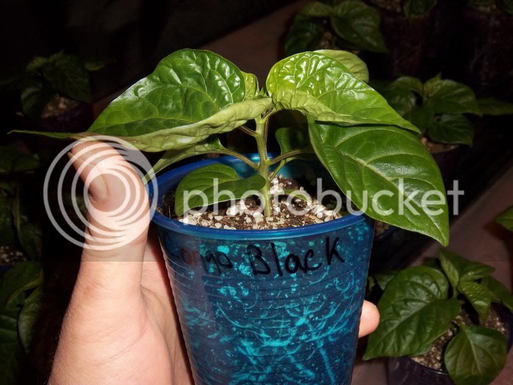 Pepperplants1-14-13010_zps9a88a675.jpg
