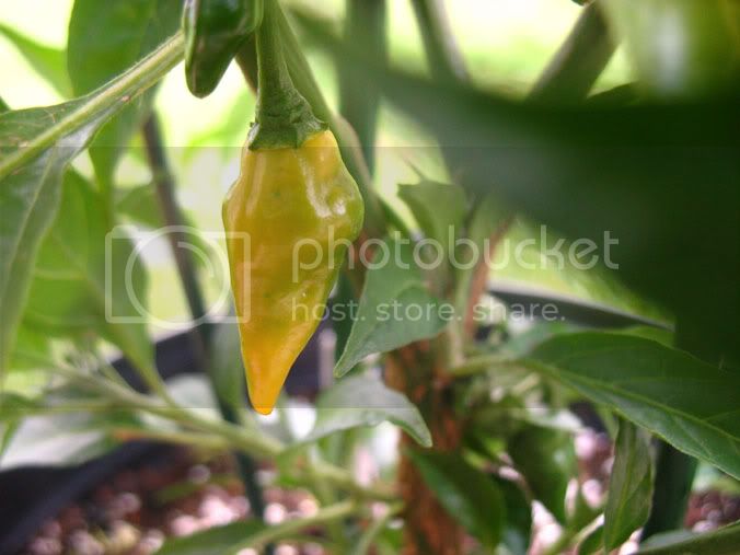 First-Almost-Ripe-Chili-061.jpg