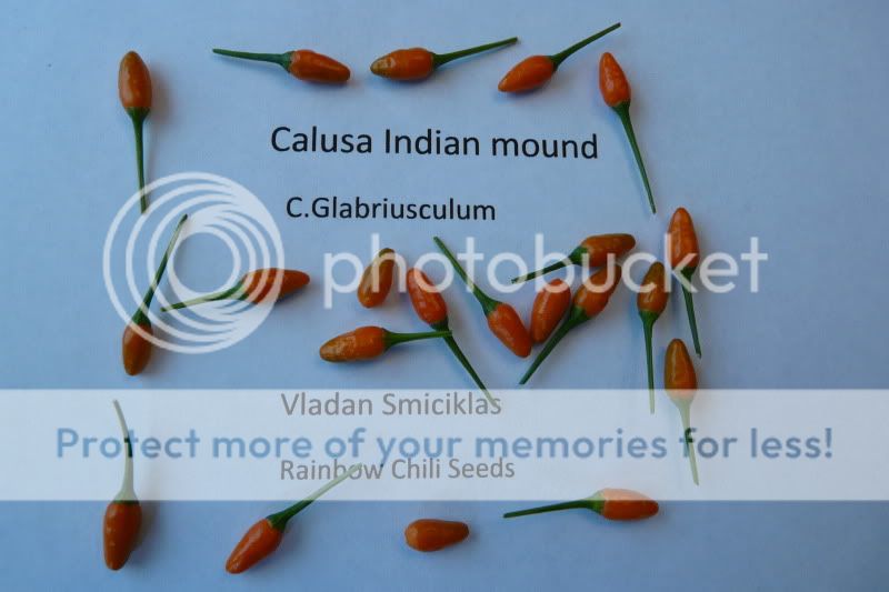 CalusaIndianmound-VladanSmiciklas-rainbowchiliseedsP1050269.jpg