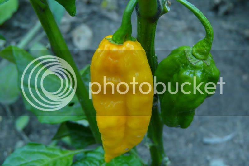 YellowFatalii-VladanSmiciklas-rainbowchiliseedsP1040733.jpg