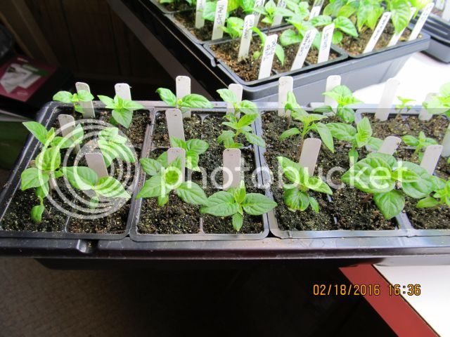 hot-pepper-seedlings_zpsqfckugg9.jpg