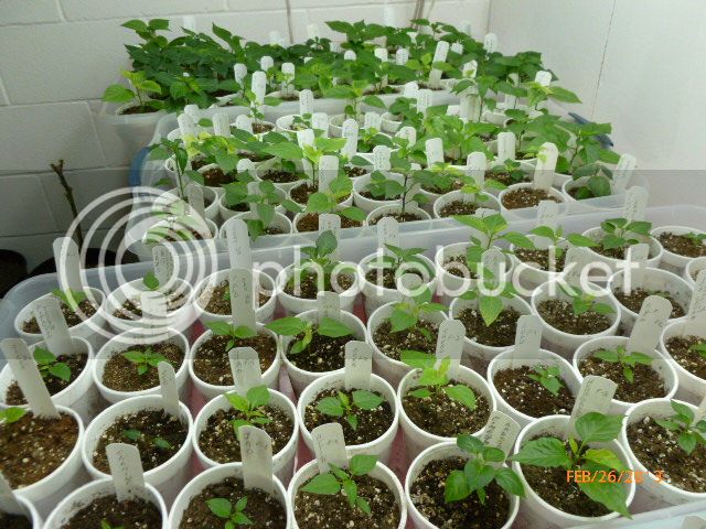 Seedlings2013-VladanSmiciklas-RainbowChiliSeedsP1010653.jpg