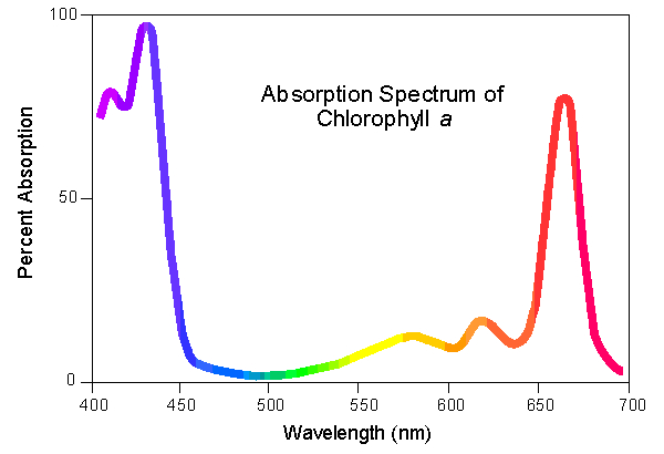 clorofilla-spettro.jpg