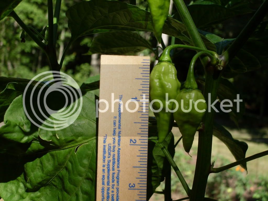 PEPPERS087.jpg