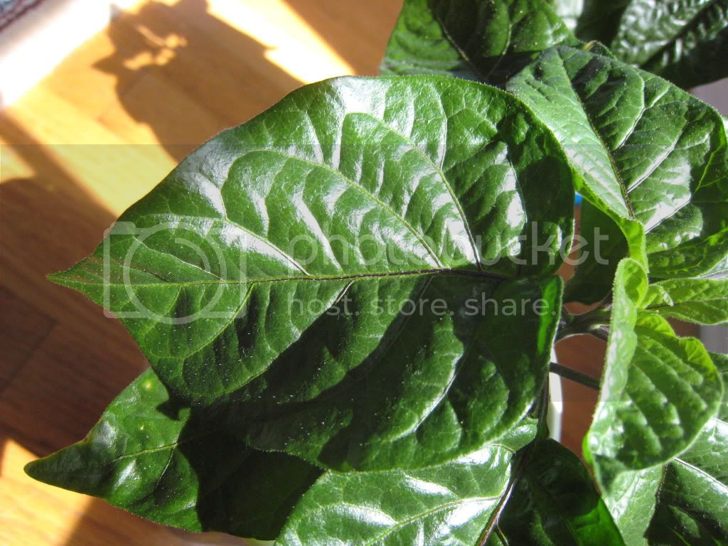 leaf2-plant2.jpg