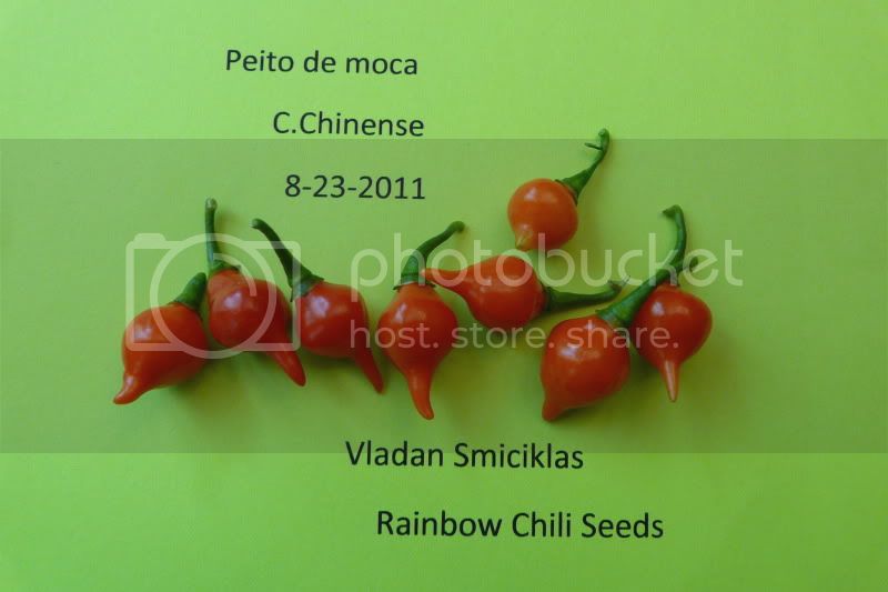 Peitodemoca-VladanSmiciklas-rainbowchiliseedsP1040352.jpg