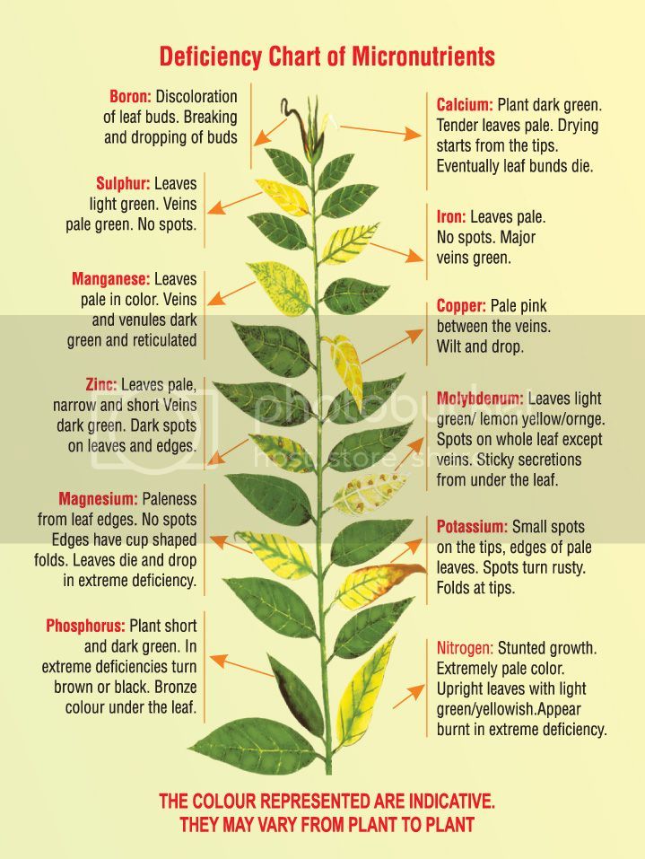 deficiencychart_zps0fbc25d3.jpg