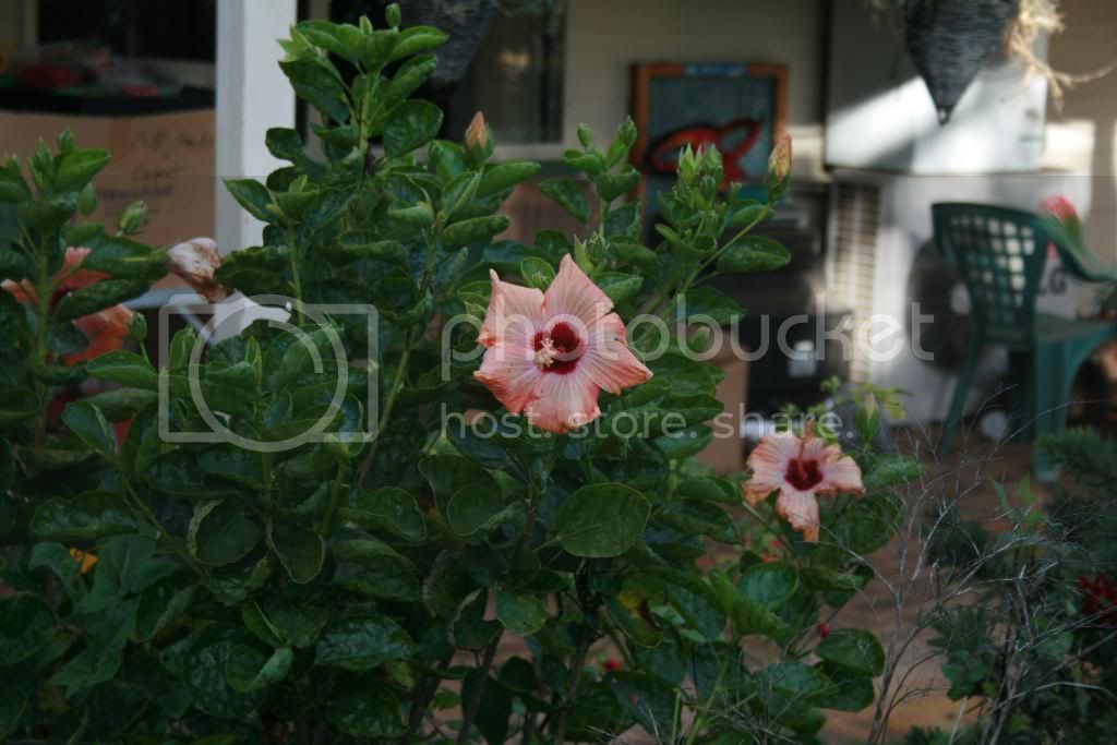 IMG_20110704_4100.jpg