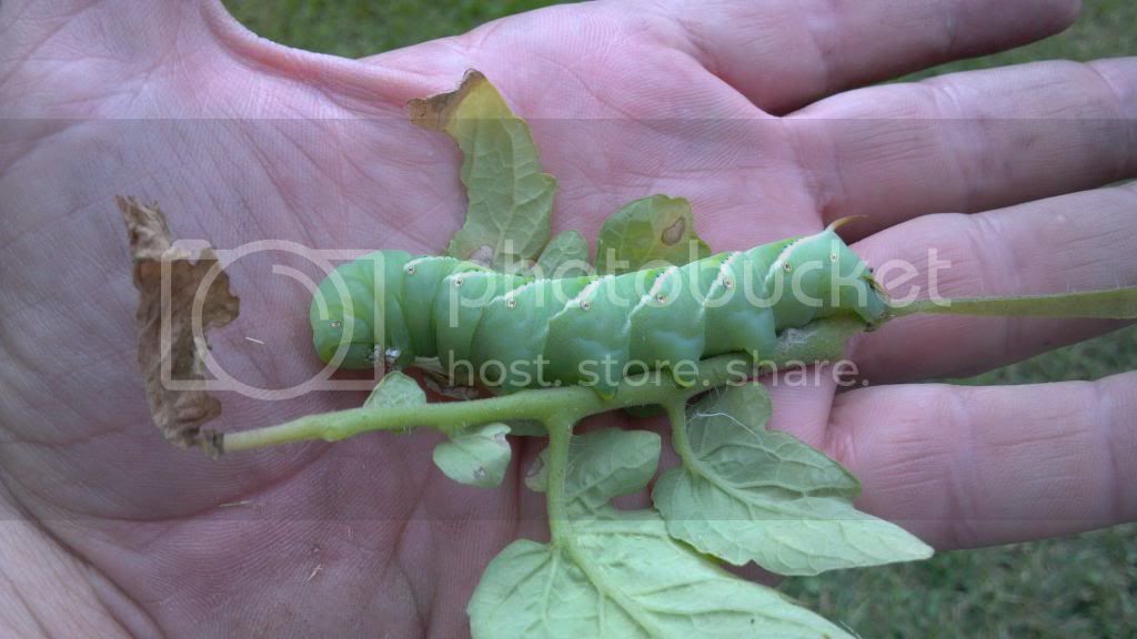 Tomato_Hornworm_in_hand_zpsec32dae9.jpg