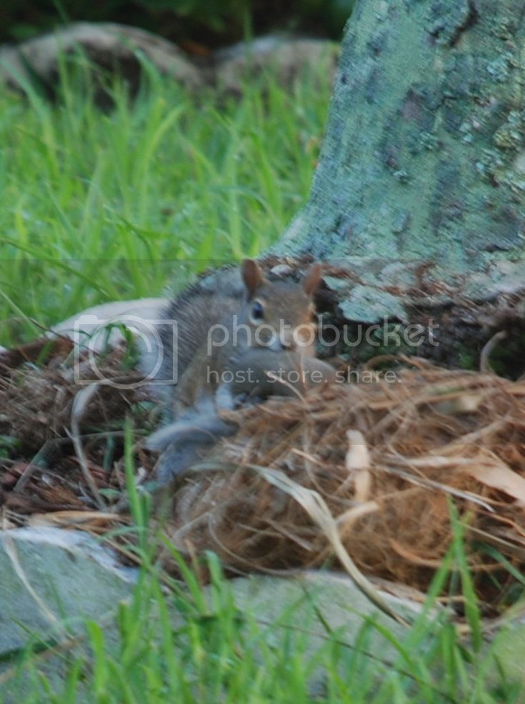 DSC_9272_zps49fecb65.jpg