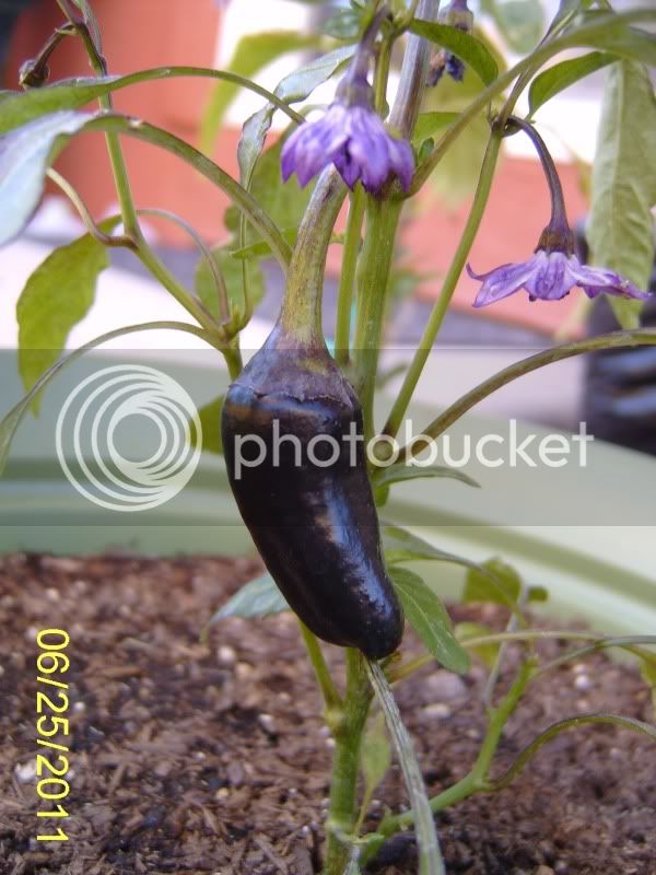 PurpleJalapeno6-25-11.jpg