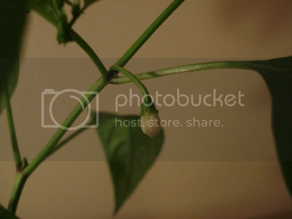 DSC02742.jpg