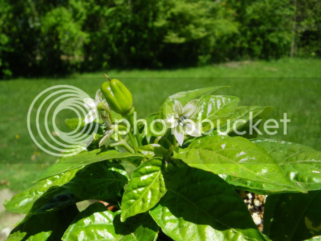 IMGP3317.jpg