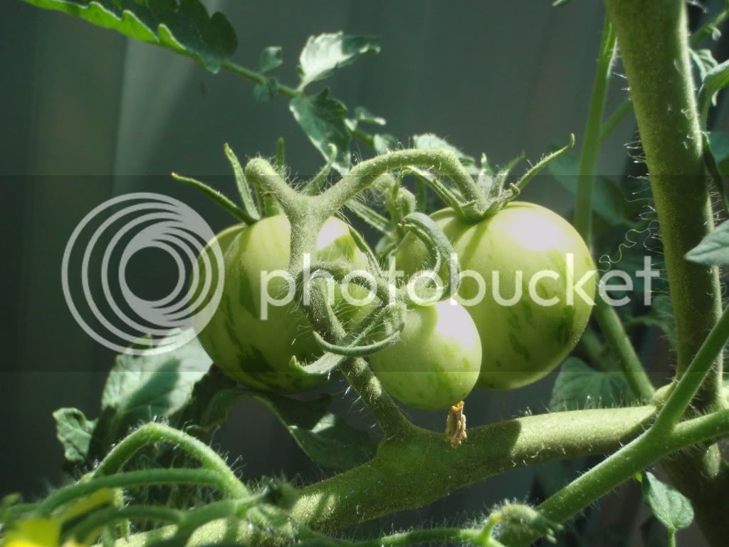tomato004.jpg