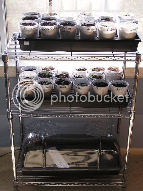 3-13-09seedlingrack.jpg