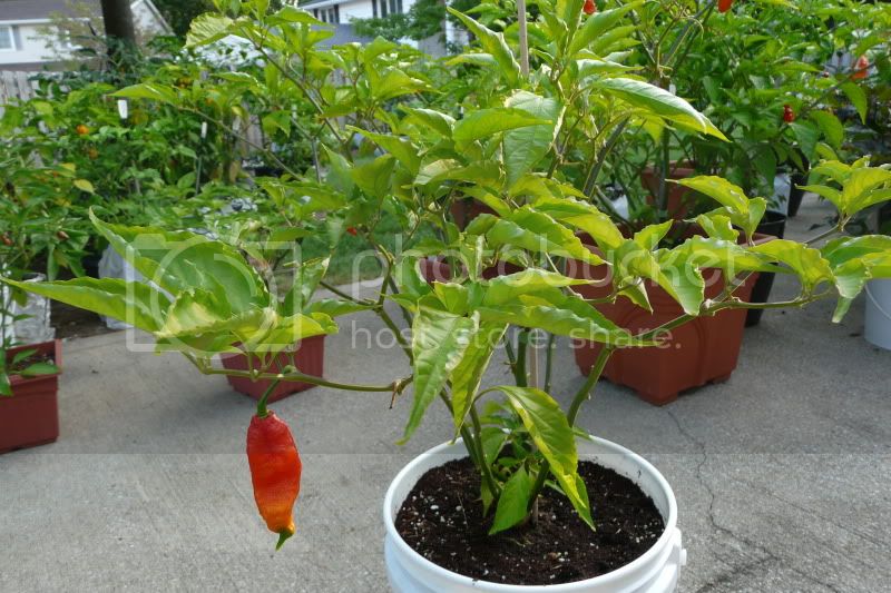 ImpactplantF-2-VladanSmiciklas-RainbowChiliSeedsP1070074.jpg