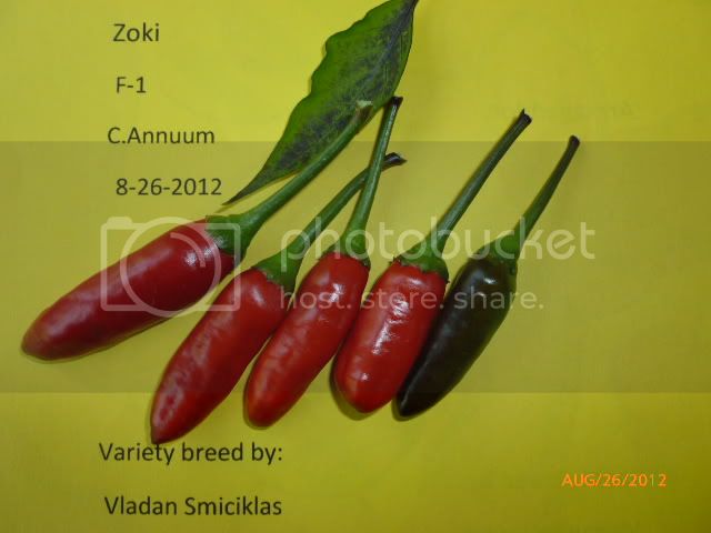 ZokiF-1-VladanSmiciklas-RainbowChiliSeedsP1010114.jpg