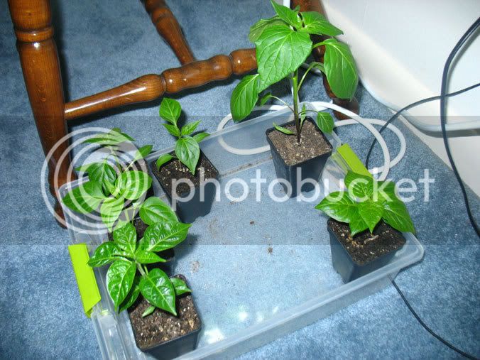 Peppers1_030109.jpg