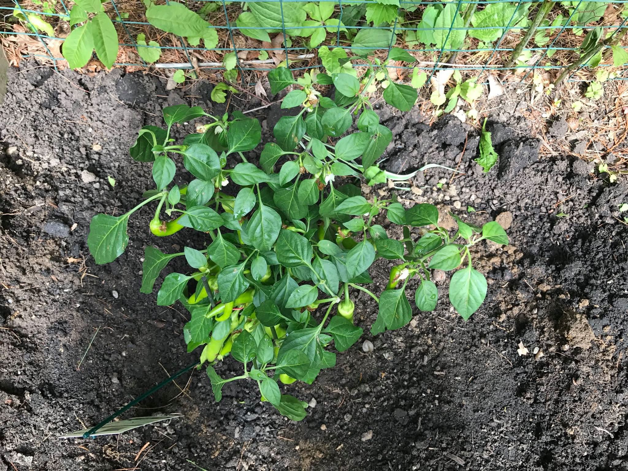 Dragon49's 1017 Grow Log