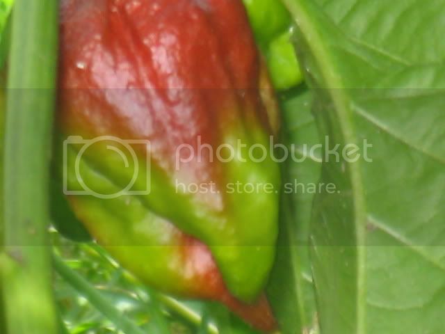 peppers002.jpg