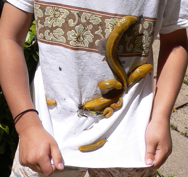 banana+slug+Ariolimax+columbianus+2.jpg