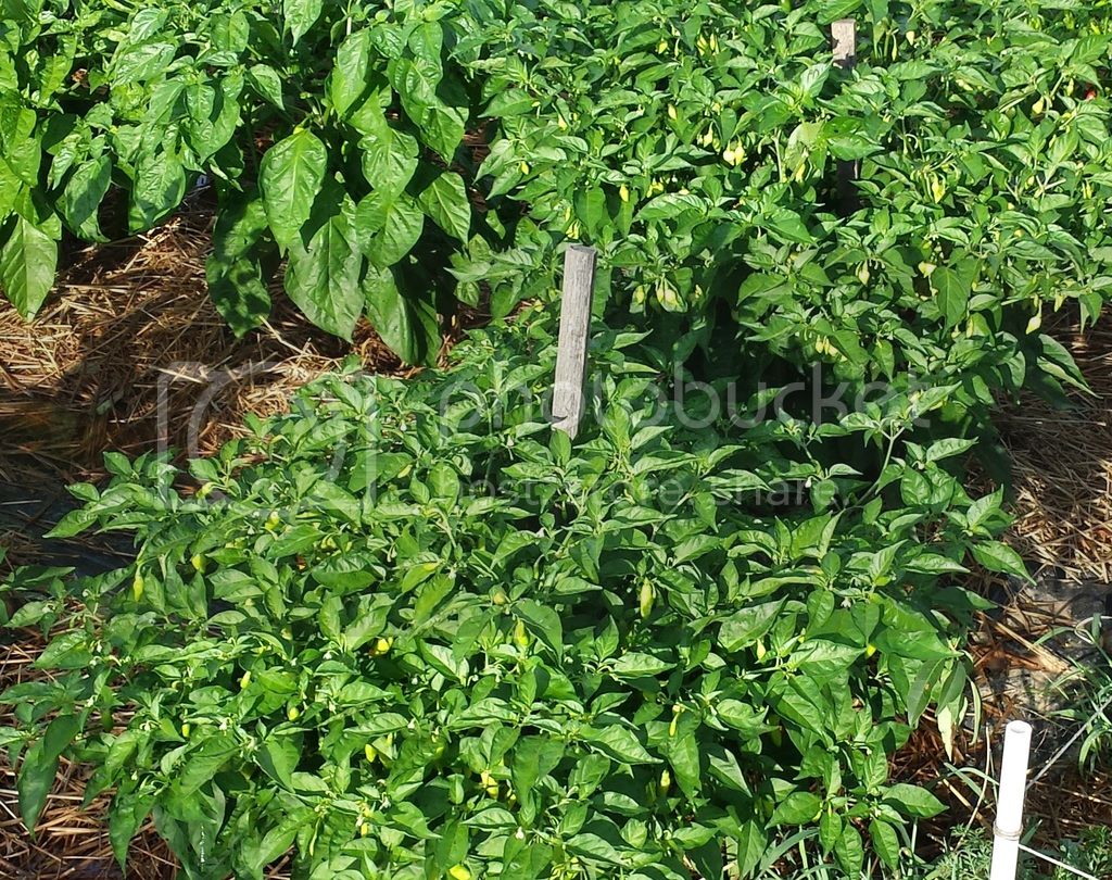 Datil%20Crosses%2072215_zpsfhdecl2k.jpg