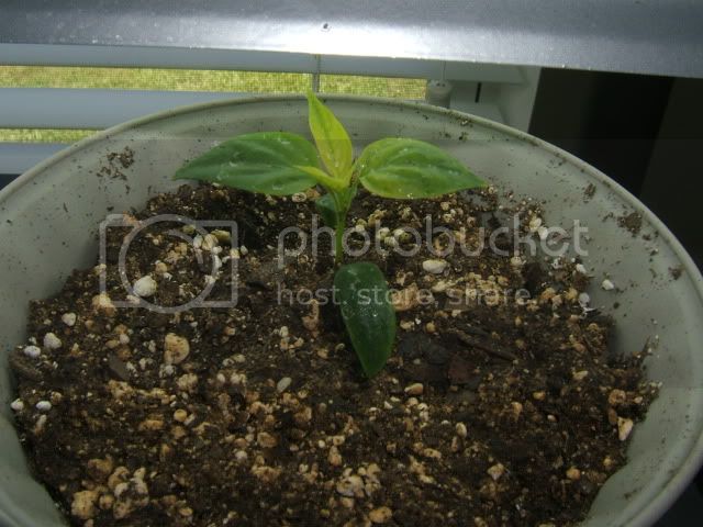 peppers006-1.jpg