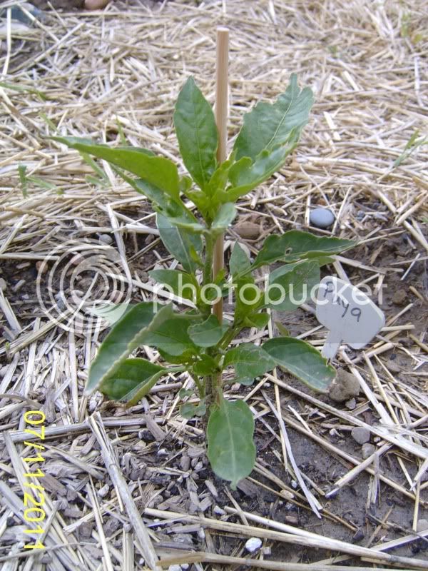 CommunityGarden-Puyapepper7-11-11.jpg