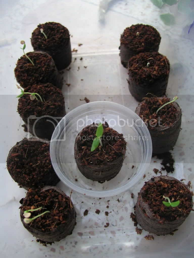 Coir-HabaneroSprouts.jpg