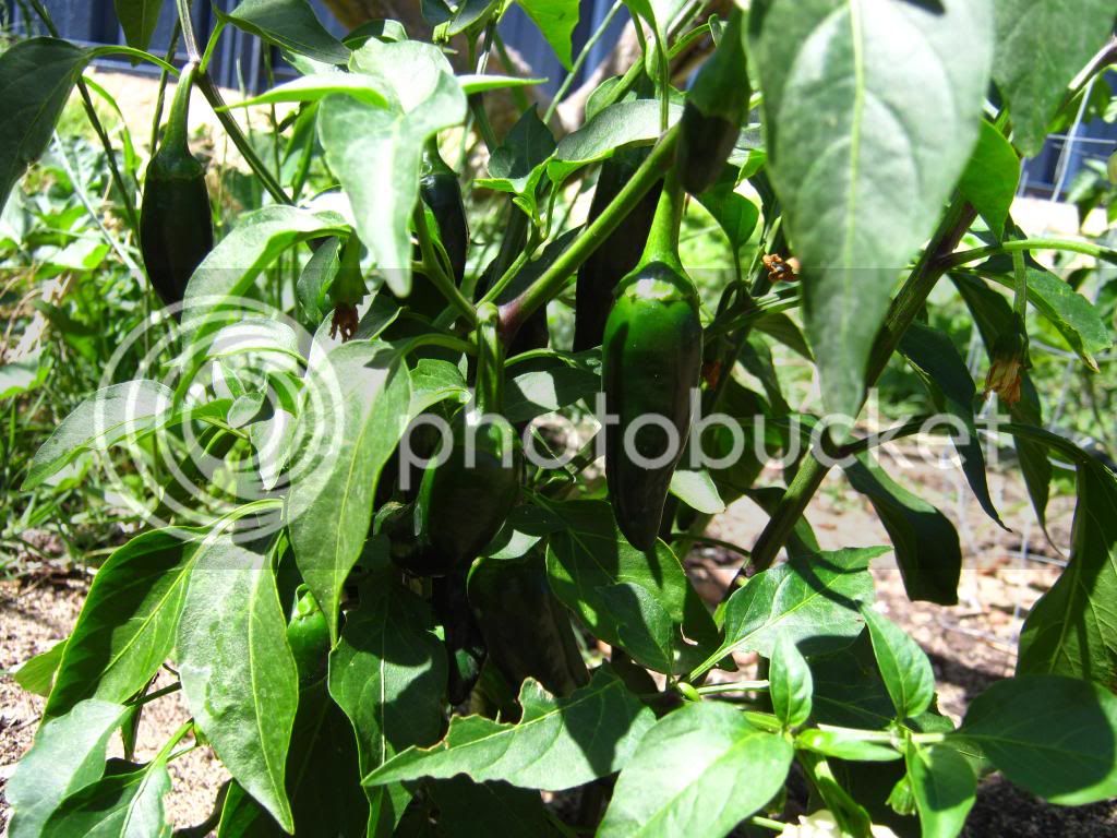 chilliprogress007.jpg