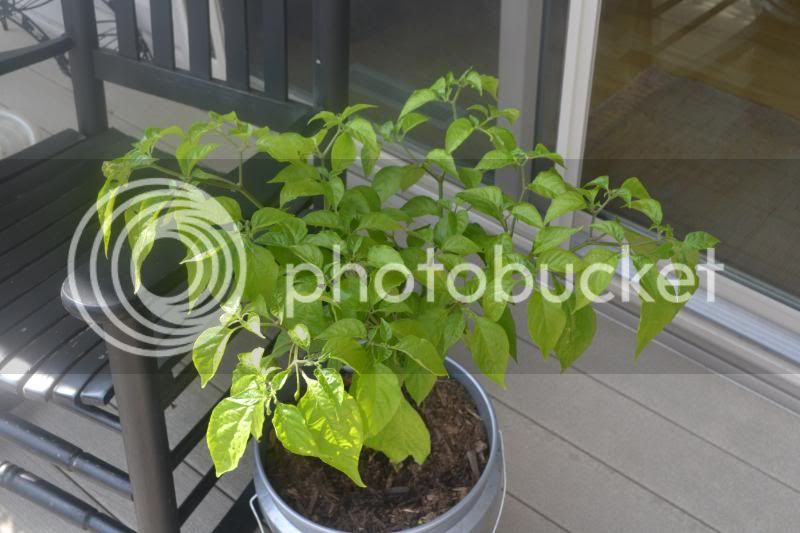 bhutplant.jpg