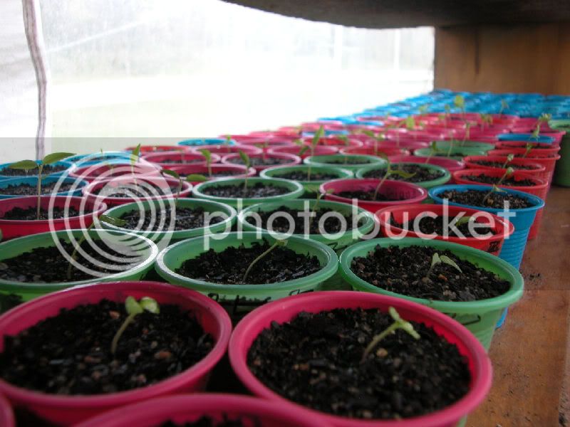 Germination13.jpg